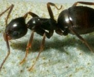 odorous