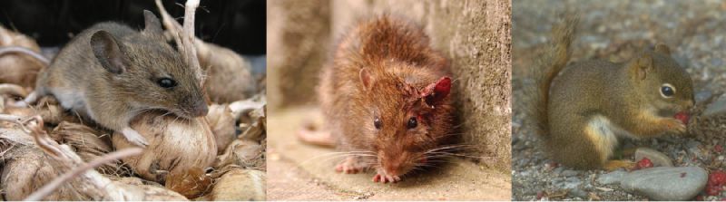 Rodent, Rat, Mouse, Vole, Squirrel, Raccoon and Wildlife Removal